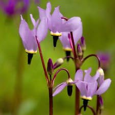 purple dodecatheon flower seeds