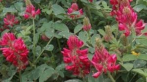 Flower Seeds, Seeds for Planting, Plant Seeds