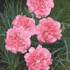 Light Rose Dianthus Seeds for Planting