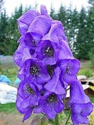 eisenhut flower flower seeds