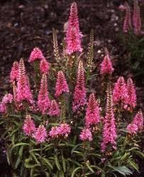 Flower Seeds, Seeds for Planting, Plant Seeds