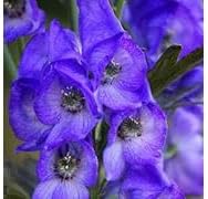 aconite flower flower seeds