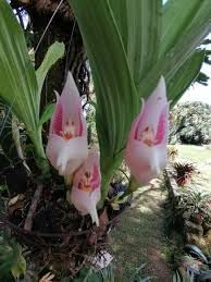 Flower Seeds, Seeds for Planting, Plant Seeds