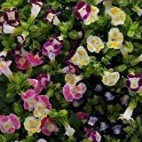 mix fournieri flower seeds