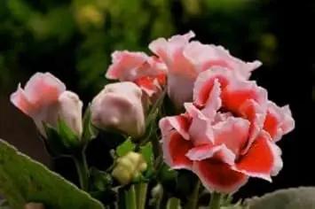 white orange flower seeds