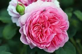 Flower Seeds, Seeds for Planting, Plant Seeds