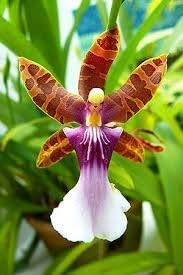 orchid flower flower seeds