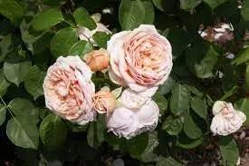 juliet flower flower seeds