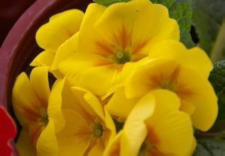 Yellow Gloxinia Flower Seeds for Planting - 100 pcs