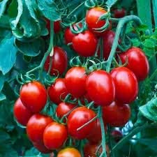 Red Tomato Seeds for Planting