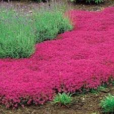 thymus serpyllum flower seeds,Thymus Serpyllum Flower Planting Heirloom Non Gmo Flower Seeds