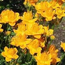 trollius flower flower seeds