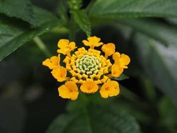 yellow verbena flower seeds