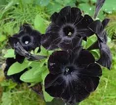 mandevilla flower flower seeds