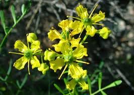 Flower Seeds, Seeds for Planting, Plant Seeds