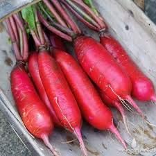 Pink Radish Seeds for Planting