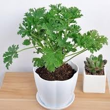 citronella seeds for planting Citronella Plant Seeds for Planting – Heirloom & Non-GMO Garden Seeds – Neeraseeds