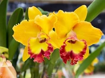 yellow red flower seeds