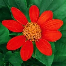 tithonia flower flower seeds