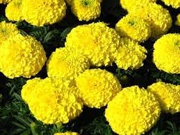 chrysanthemum marigold flower seeds