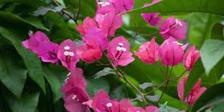 Flower Seeds, Seeds for Planting, Plant Seeds