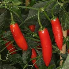 Serrano Pepper Vegetable Seeds for Planting