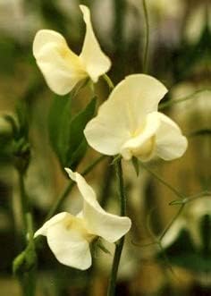 Flower Seeds, Seeds for Planting, Plant Seeds