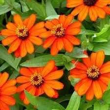 heirloom zinnia flower seeds