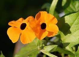 thunbergia alata flower seeds