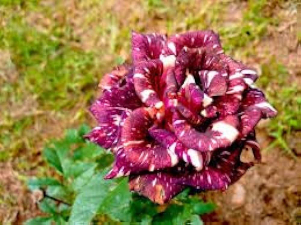 abracadabra rose flower seeds