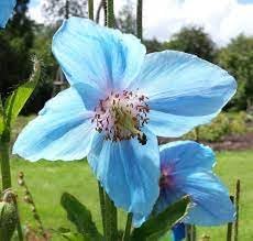 blue heirloom flower seeds