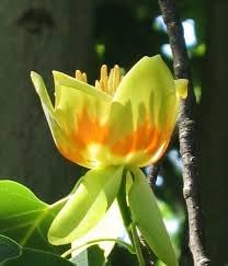 Flower Seeds, Seeds for Planting, Plant Seeds