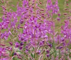 Flower Seeds, Seeds for Planting, Plant Seeds