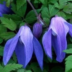 blue heirloom flower seeds