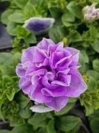 floribunda flower flower seeds