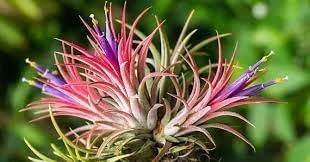 bromeliad tillandsia flower seeds