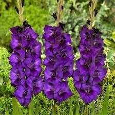 Flower Seeds, Seeds for Planting, Plant Seeds