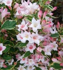 horse chestnut flower seeds