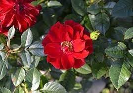 heirloom rugosa flower seeds