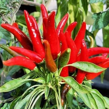 Red Hot Pepper Vegetable Seeds for Planting