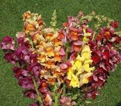 heirloom antirrhinum flower seeds