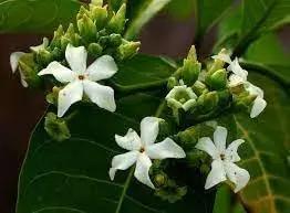 voacanga flower flower seeds
