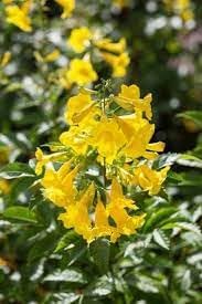 yellow heirloom flower seeds