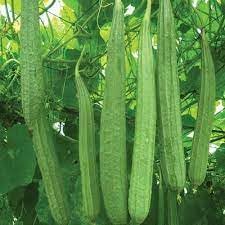 Vegetable Seeds, Seeds for Planting, Plant Seeds