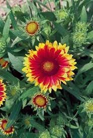 arizona flower flower seeds