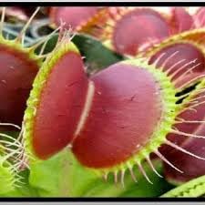 Flower Seeds, Seeds for Planting, Plant Seeds