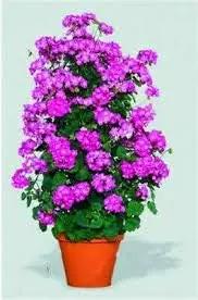 violet climbing flower seeds