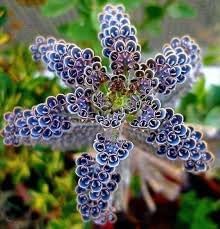 daigremontiana plant flower seeds