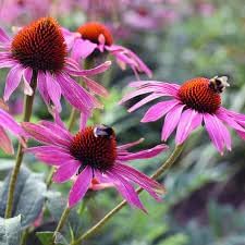 pink heirloom flower seeds