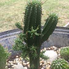 Flower Seeds, Seeds for Planting, Plant Seeds